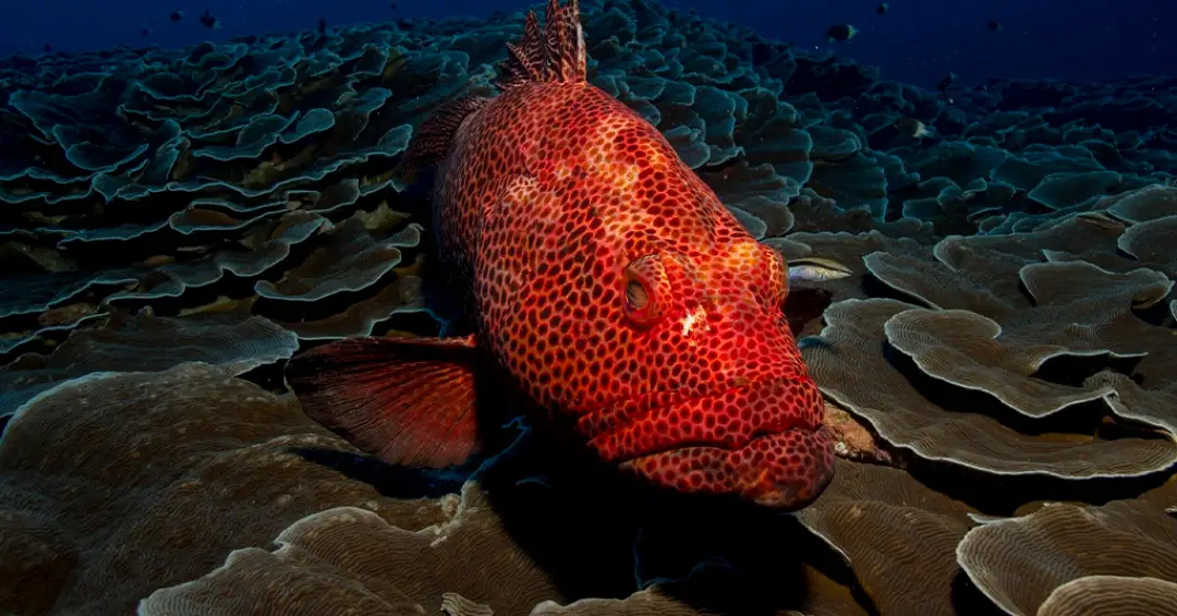 Biomassa de peixes cai 20% por ano devido a aquecimento dos oceanos