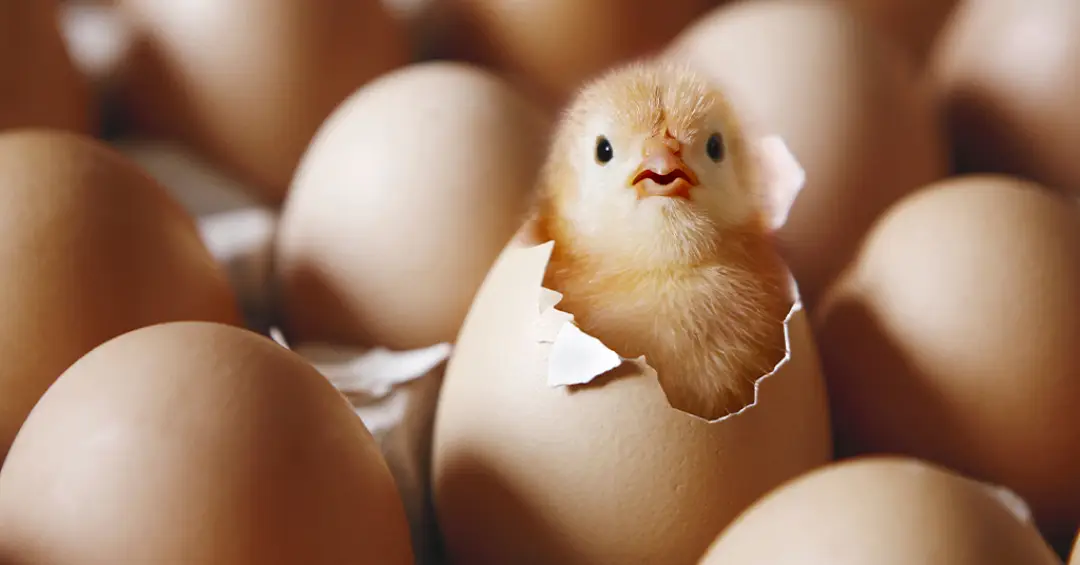 “Efeito Bouba-Kiki” é observado em pintinhos recém-nascidos