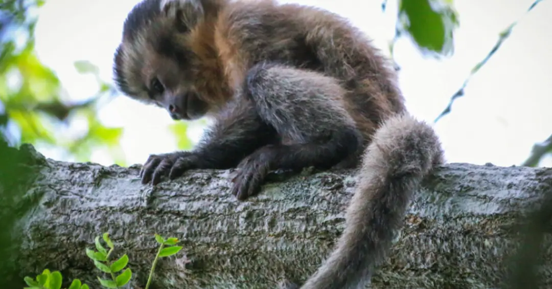 O Fantasma de Ubajara: cientistas registram macaco-prego sem pigmentação