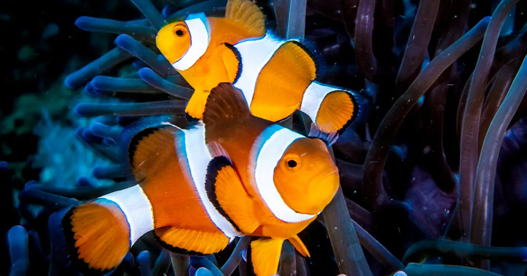 Para estes peixes-palhaço, perder as listras é uma questão de vida ou morte