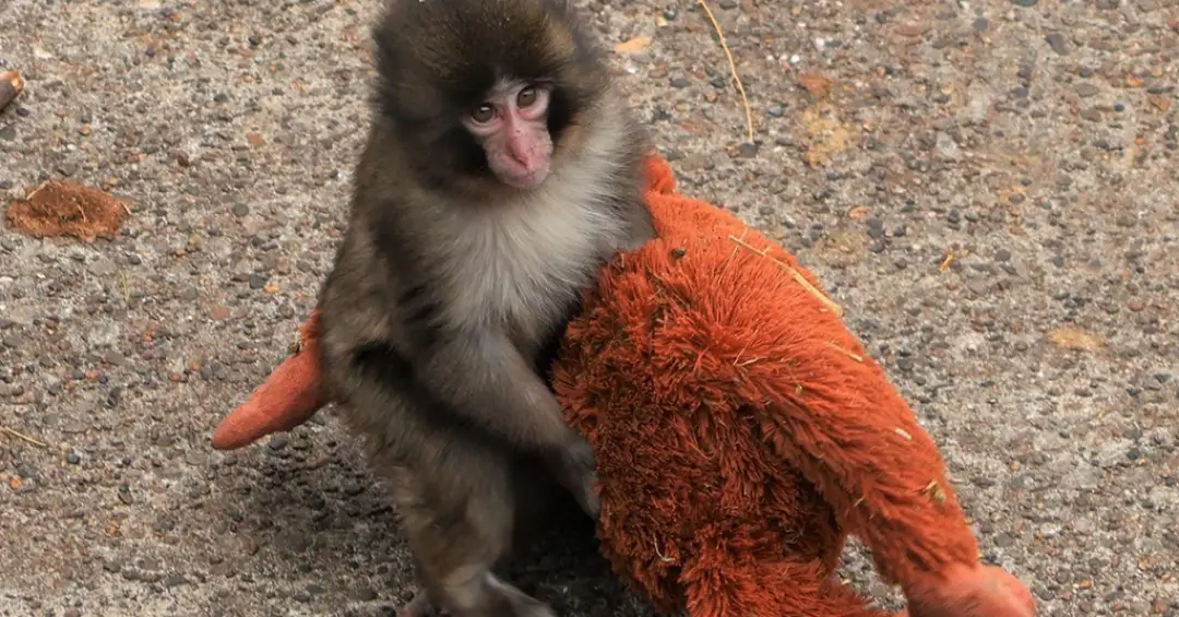 Por que o macaco Punch viralizou? A ciência da fofura explica