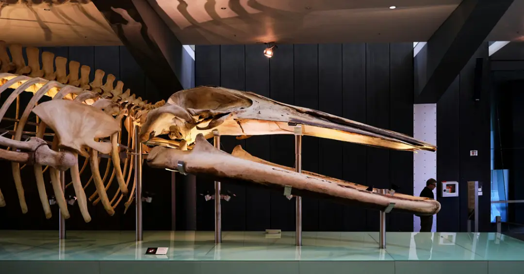 Quais são os maiores ossos do mundo?