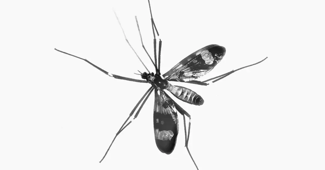 Qual a importância dos mosquitos? Por que não podemos extingui-los?