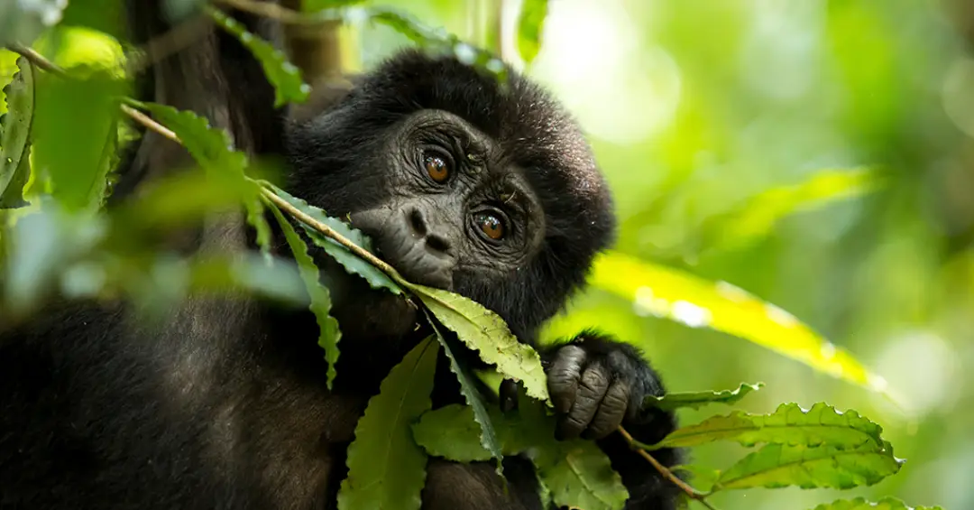 Testes de urina em chimpanzés confirmam consumo diário de álcool