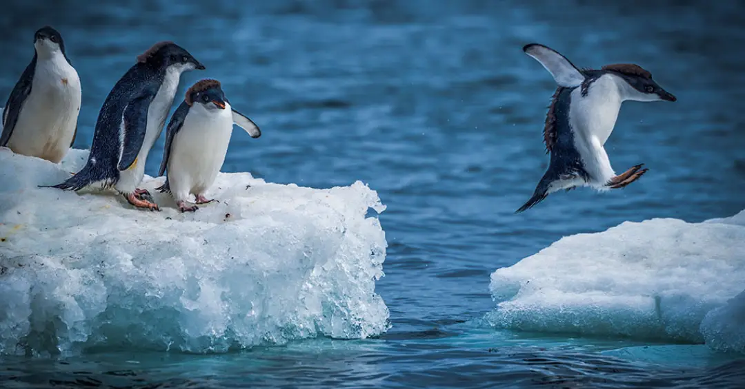 A chuva está chegando na Antártica e vai mudar a face do continente gelado