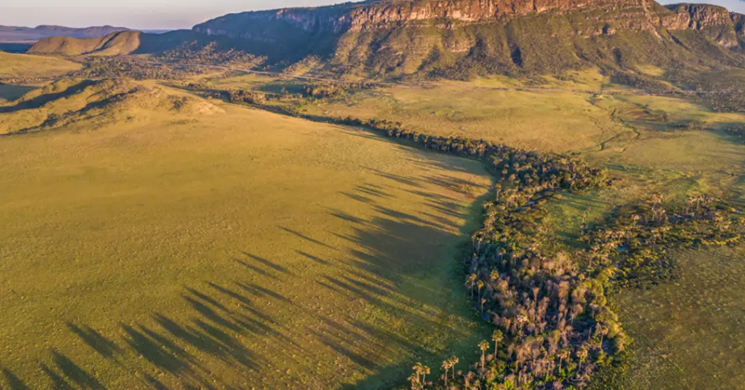 Áreas úmidas do Cerrado escondem enorme reserva de carbono milenar, revela estudo
