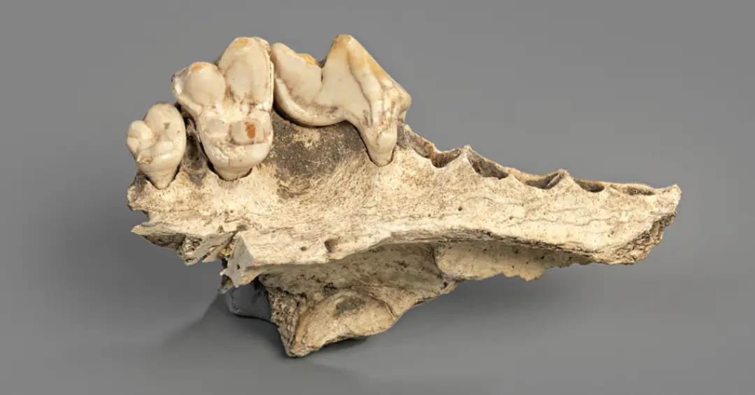 Cães foram domesticados há pelo menos 15 mil anos, mostram novos estudos