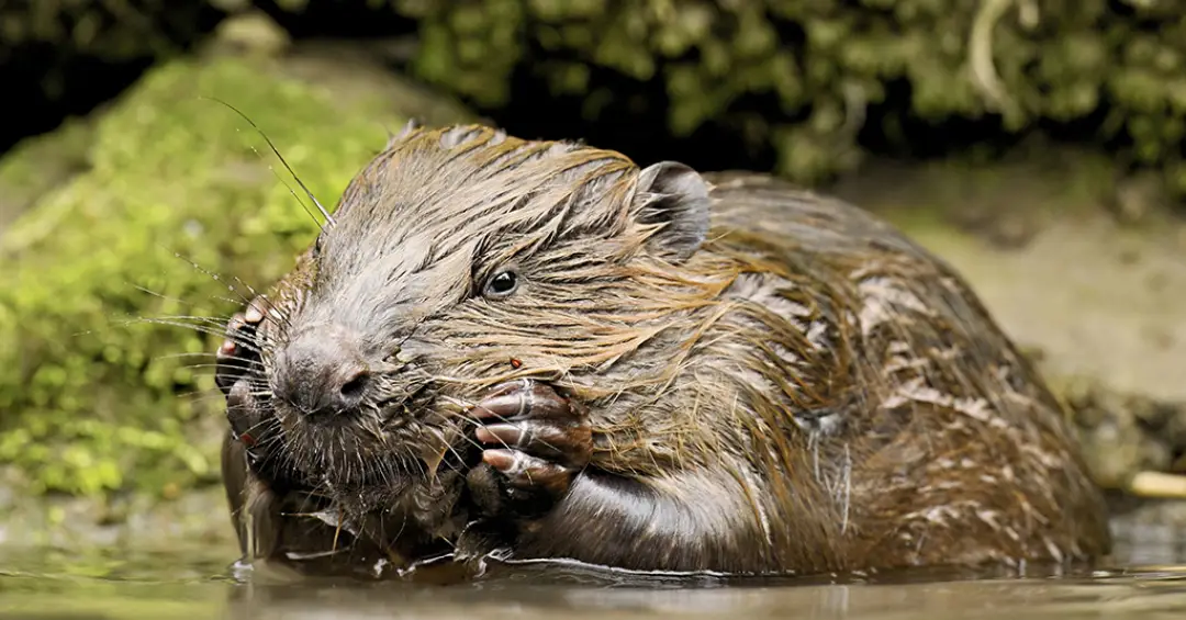 Castores reduzem emissões de carbono ao transformar rios, mostra estudo