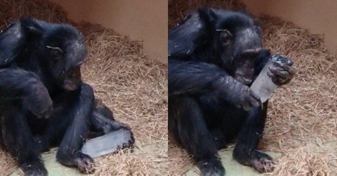 Cientistas descobrem que chimpanzés adoram cristais. O que isso diz sobre nós?