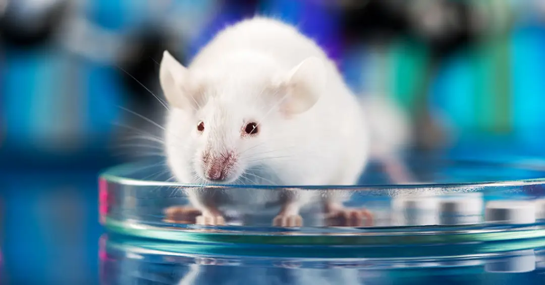 Cientistas “revivem” cérebro congelado de camundongos pela primeira vez