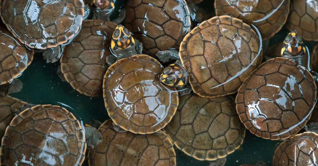 Como os cascos das tartaruga contam a história do oceano