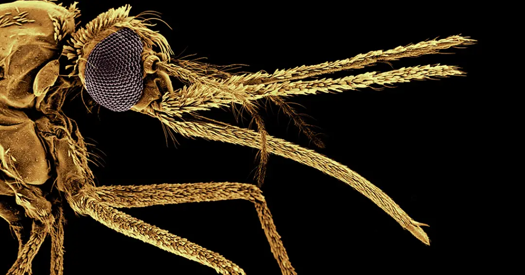 Como os mosquitos passaram a gostar de sangue humano