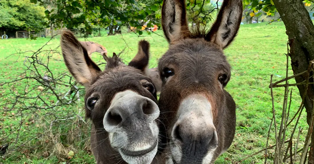 Especialistas pedem revisão de decisão judicial que permite o abate de jumentos