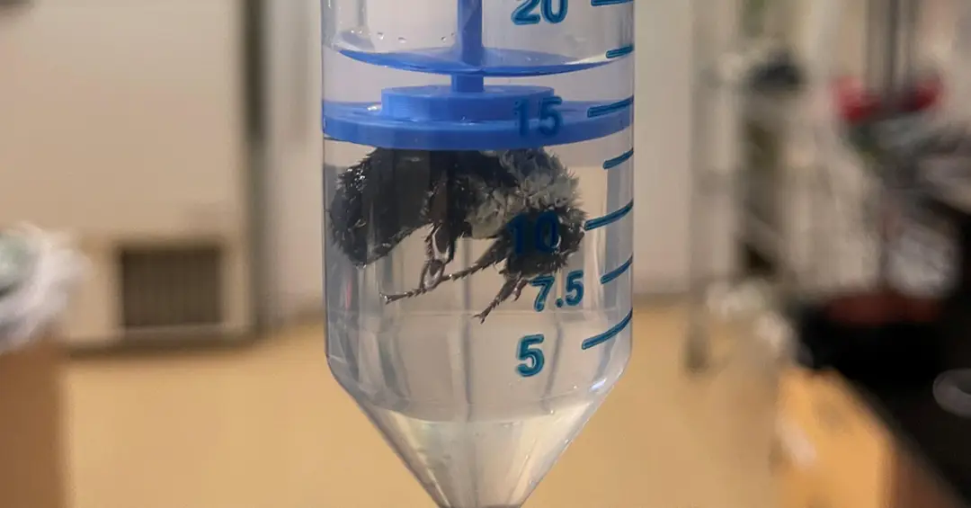 Essas abelhas-rainhas conseguem respirar debaixo da água. Entenda como