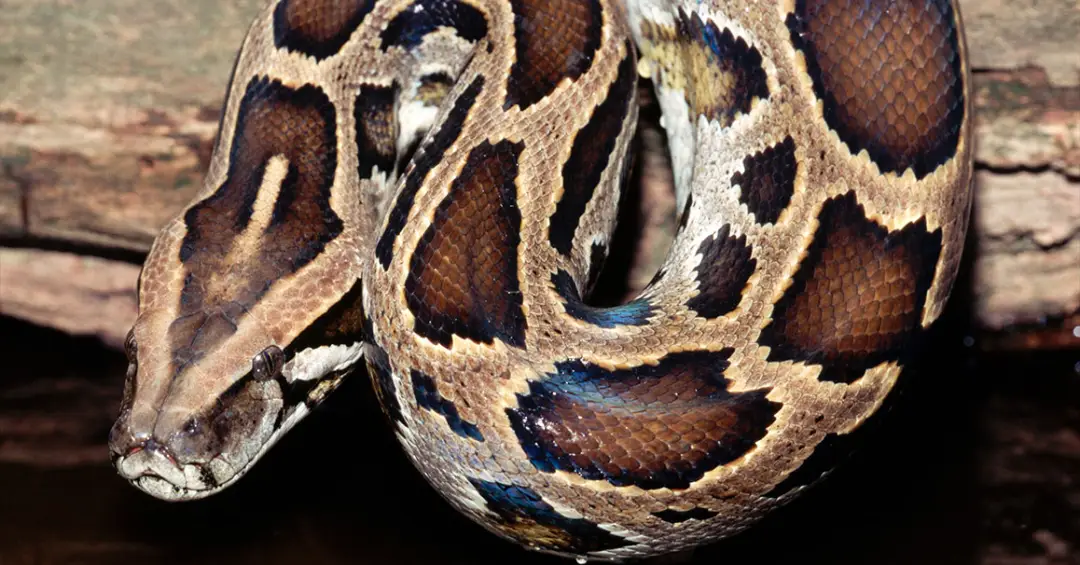 Estudo com sangue de pítons pode abrir caminho para novos medicamentos contra a obesidade