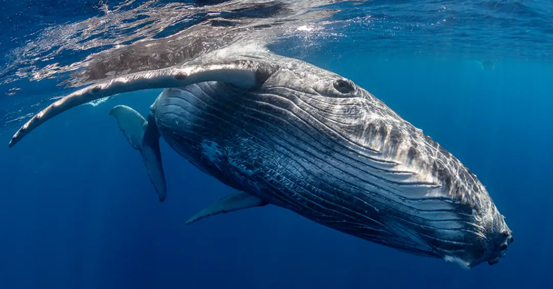 Gravação de 1949 pode ser o registro mais antigo de canto de baleia-jubarte; veja vídeo