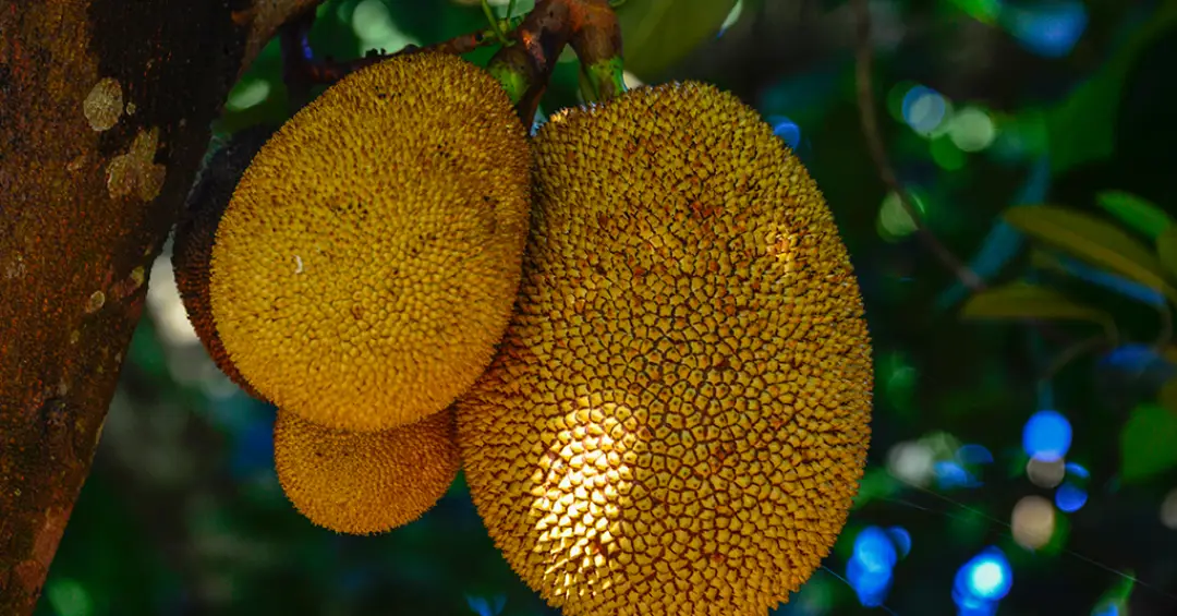 Lado oculto da jaqueira: árvore invasora empobrece chão da Mata Atlântica e afeta sapos