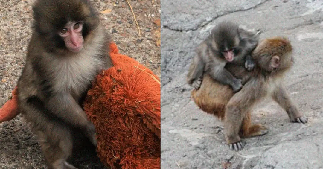 Macaco Punch está deixando a pelúcia de lado e fazendo novos amigos