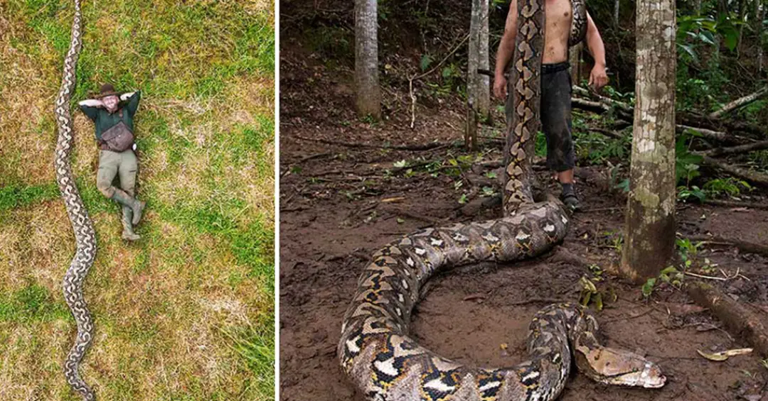 Maior cobra selvagem já medida entra para o Guinness com mais de 7 metros