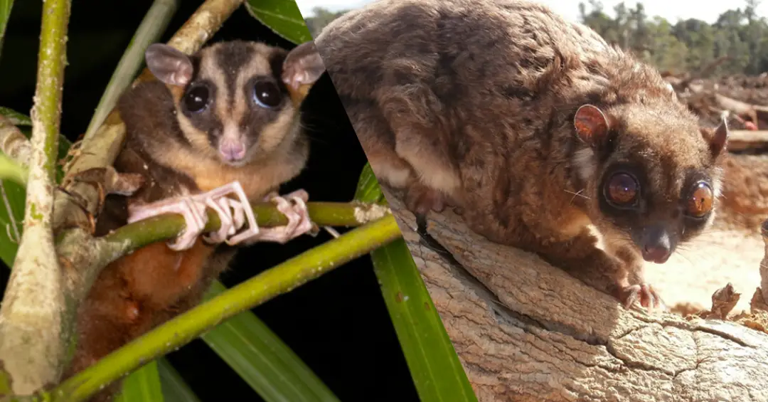 Marsupiais “extintos” há 7 mil anos são encontrados vivos na Nova Guiné