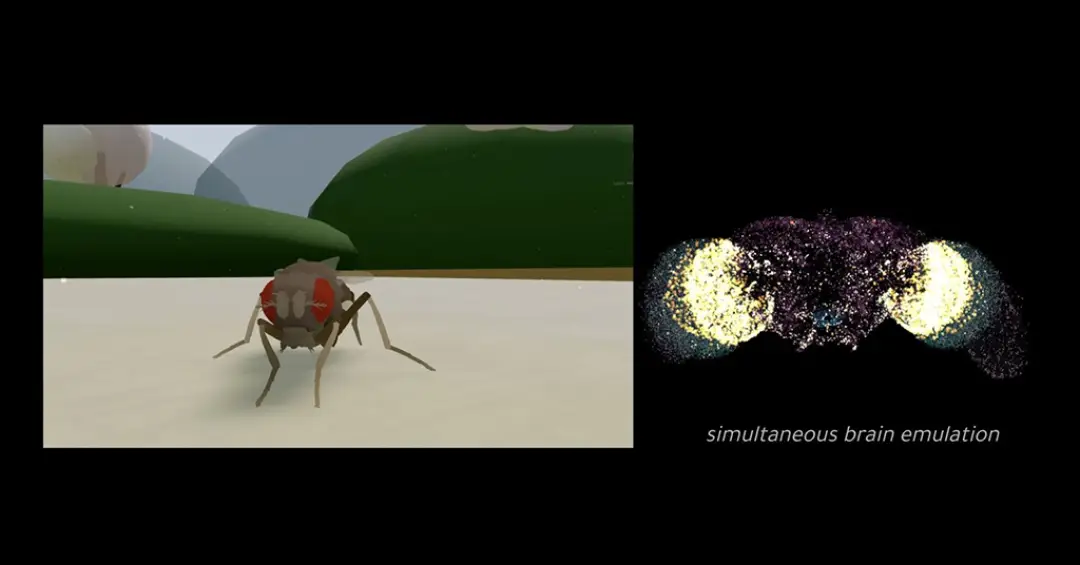 Mosca virtual “ganha vida” em simulação baseada em um cérebro real