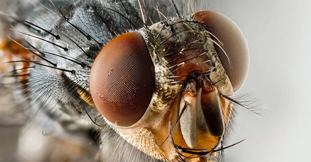 Moscas da Amazônia podem desaparecer antes de serem descritas pela ciência