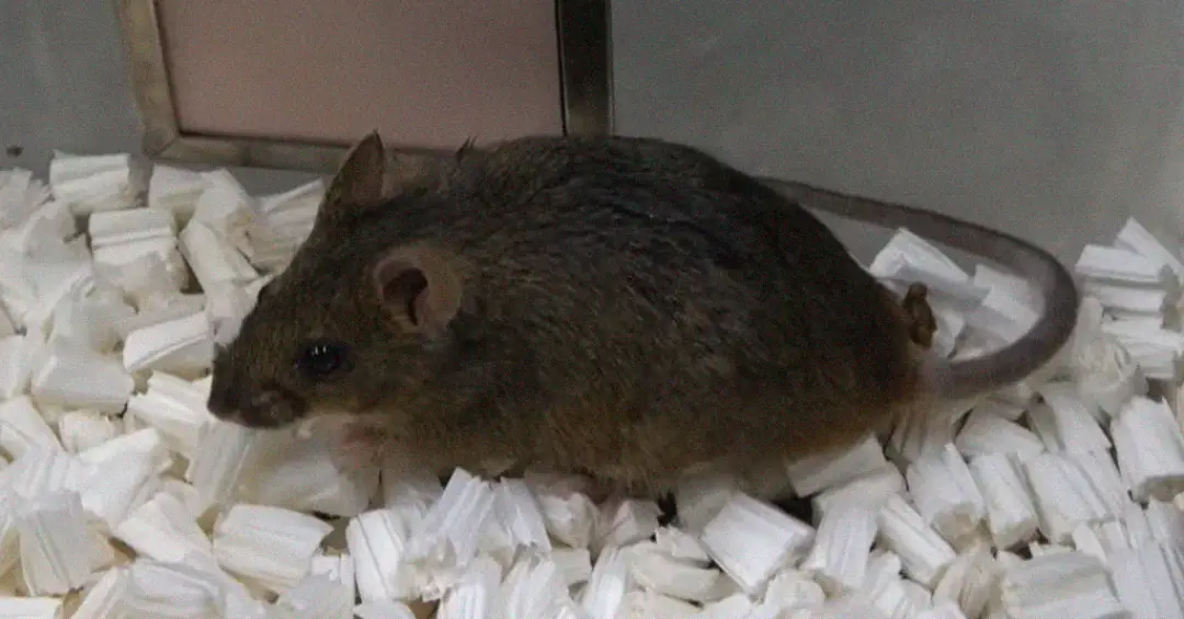 O que acontece quando um clone é clonado repetidas vezes? Estudo de 20 anos tem a resposta.