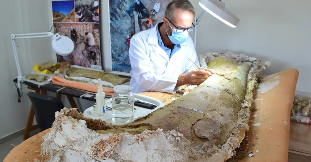 Obra em terminal rodoferroviário revela nova espécie de dinossauro pescoçudo no Maranhão