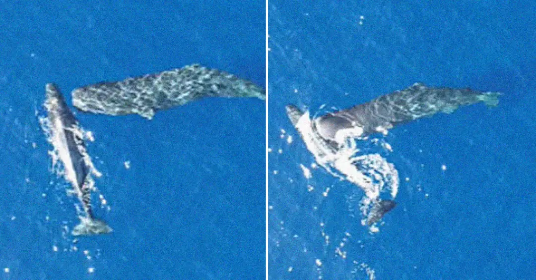Pela primeira vez, cachalotes são filmadas dando cabeçadas umas nas outras