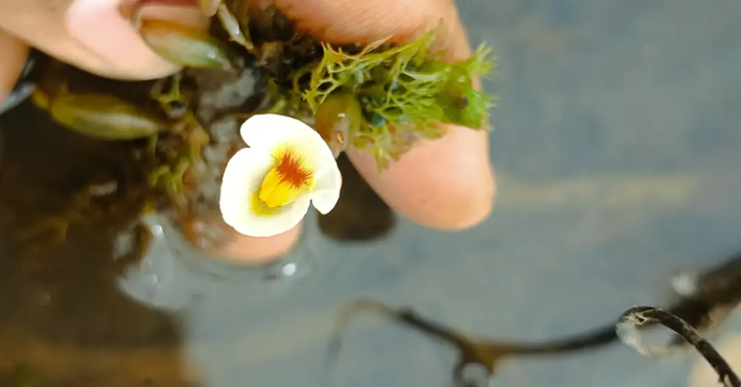 Planta carnívora é encontrada no Piauí após 80 anos sem registros