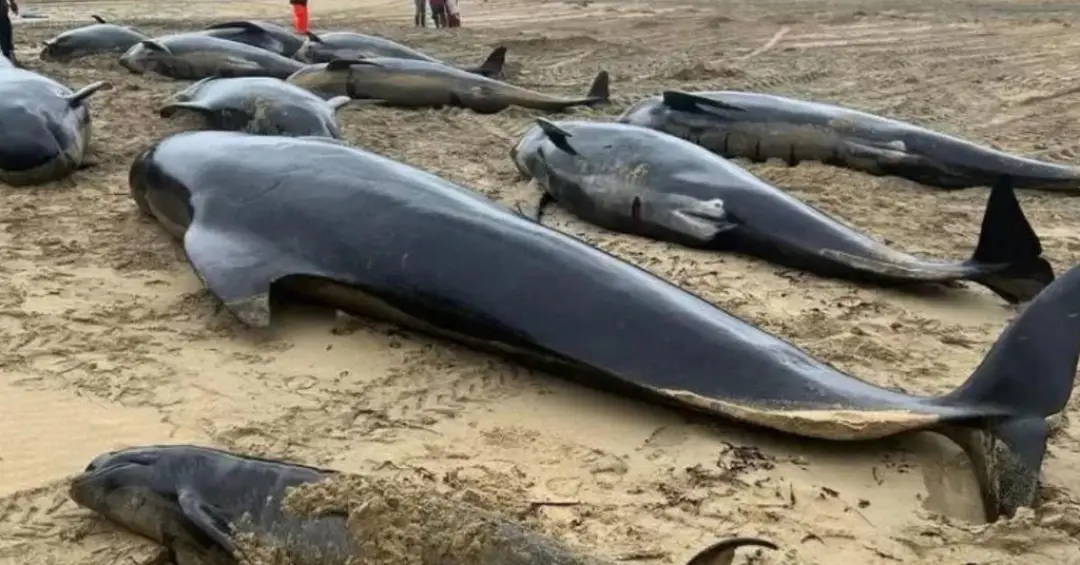 Por que 54 baleias-piloto encalharam na Escócia? A resposta está em um parto complicado