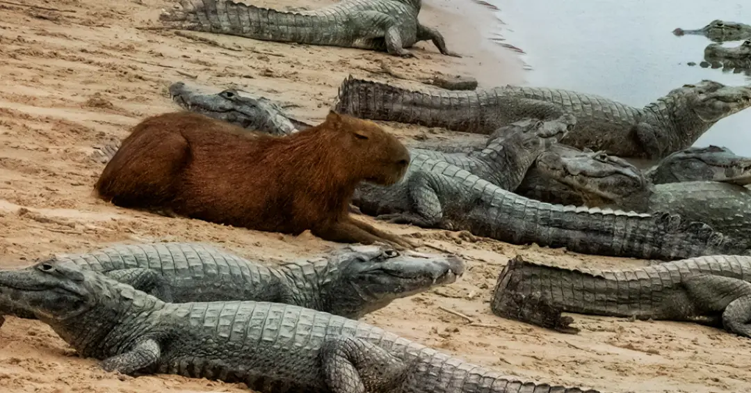 Por que jacarés não costumam comer capivaras? Entenda essa relação curiosa
