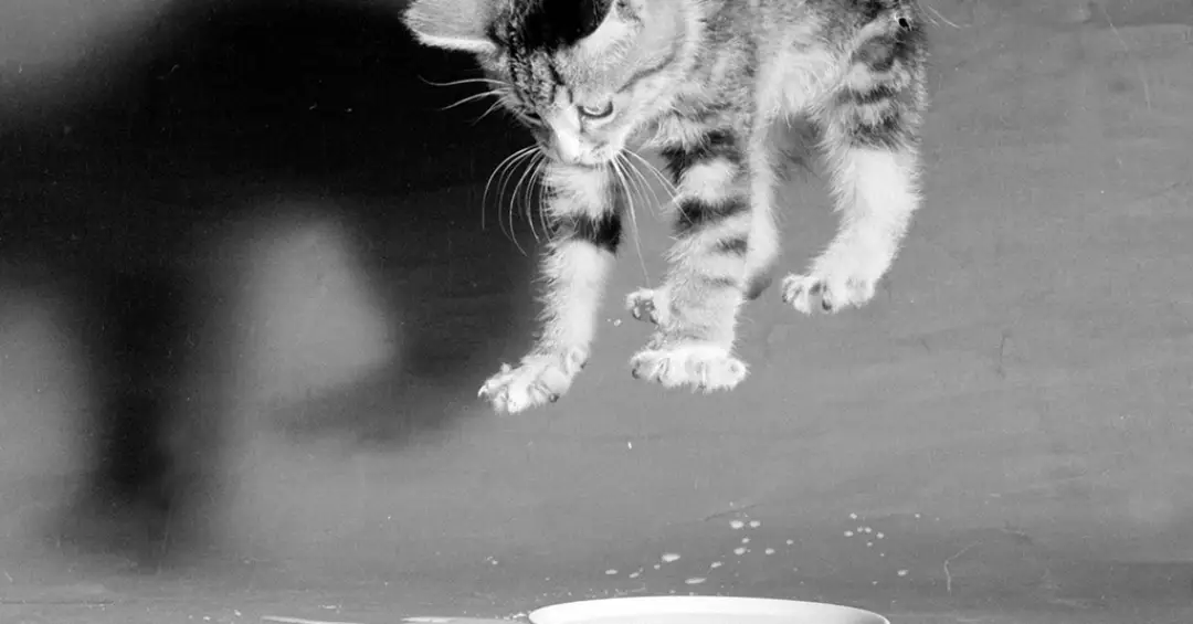 Por que os gatos sempre caem em pé, segundo a ciência