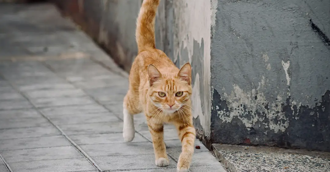 Por que você não deveria deixar seu gato sair de casa, segundo a ciência