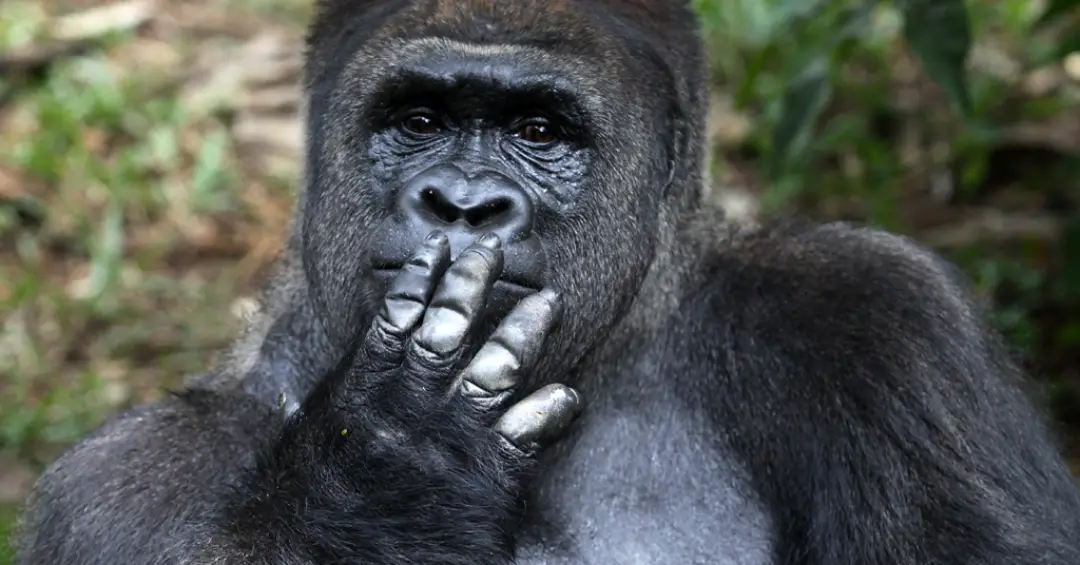 Qual dos grandes primatas tem os maiores genitais?