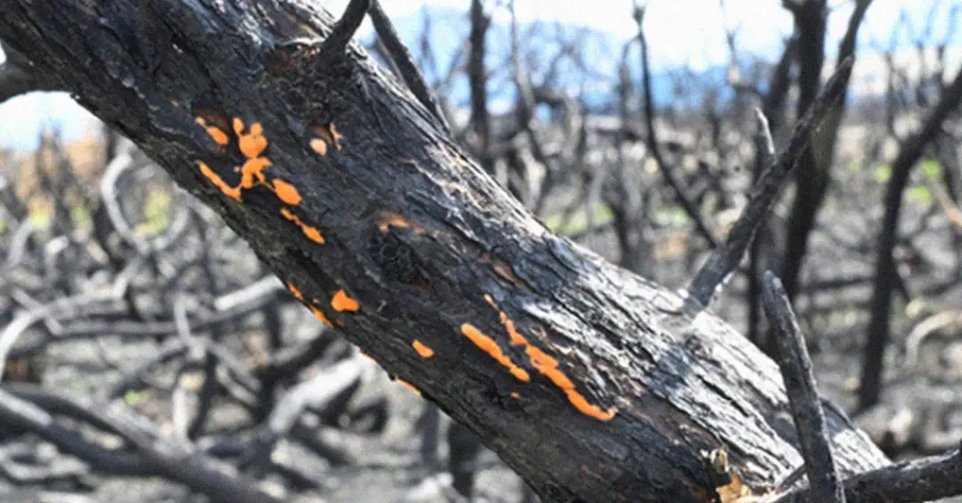 Quando uma floresta pega fogo, esses fungos brotam aos montes; entenda como eles podem ajudar a restaurar ecossistemas