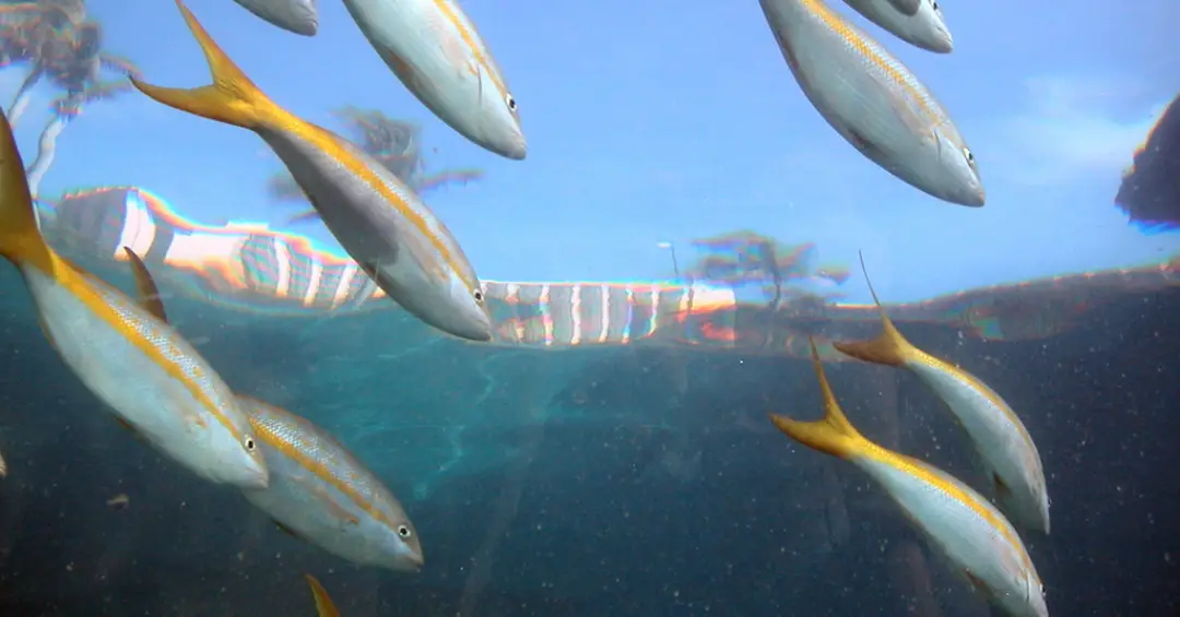 Queda na quantidade de peixes pode afetar a saúde de comunidades pesqueiras do Nordeste