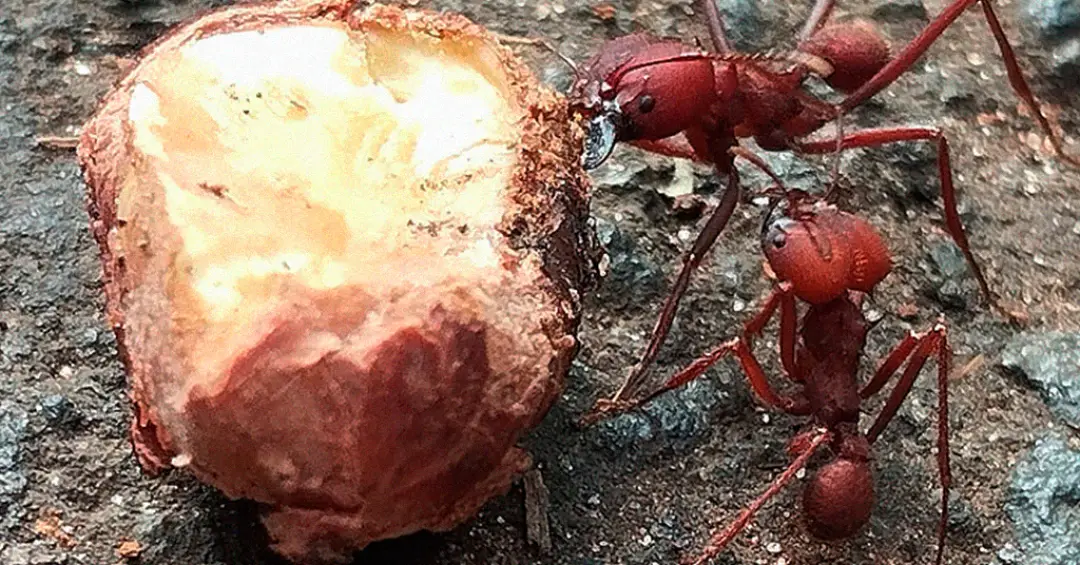 Similar a humanos, microbiota das formigas muda conforme a alimentação