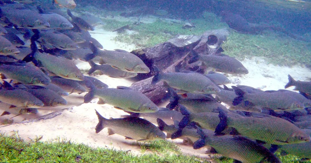 Técnica de irradiação elimina resíduos de antidepressivo que contamina vida aquática