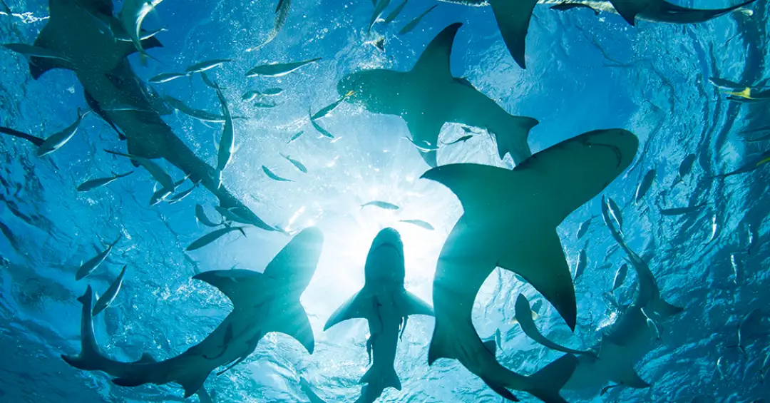 Tubarões testam positivo para cocaína e cafeína nas Bahamas