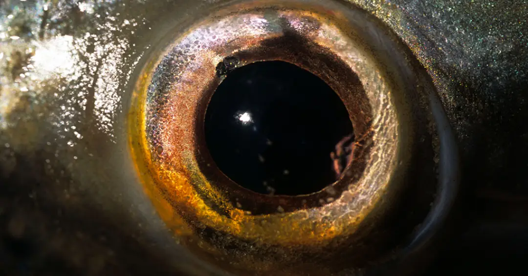 Uma criatura ciclope pode ter dado origem aos nossos olhos