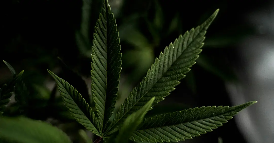 Uso da cannabis medicinal contra depressão e ansiedade carece de evidências, aponta revisão científica