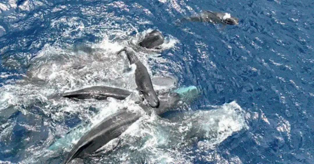 Vídeo inédito mostra nascimento de cachalote e ajuda coletiva no parto; assista