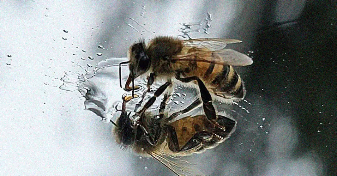 Abelhas entendem números – e não estão apenas “fingindo”, diz estudo