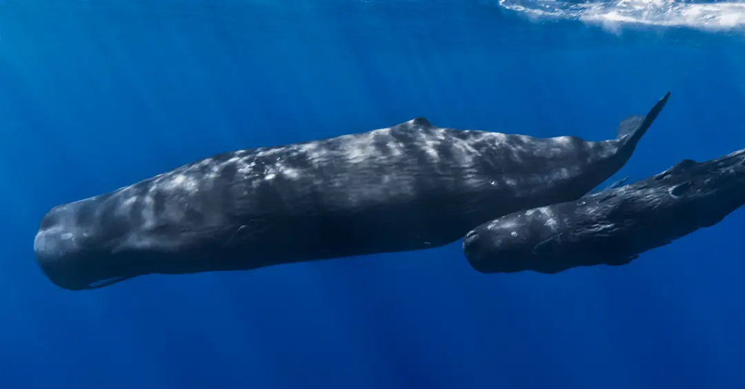 Baleias-cachalote usam “vogais” e padrões semelhantes à fala humana, mostra estudo