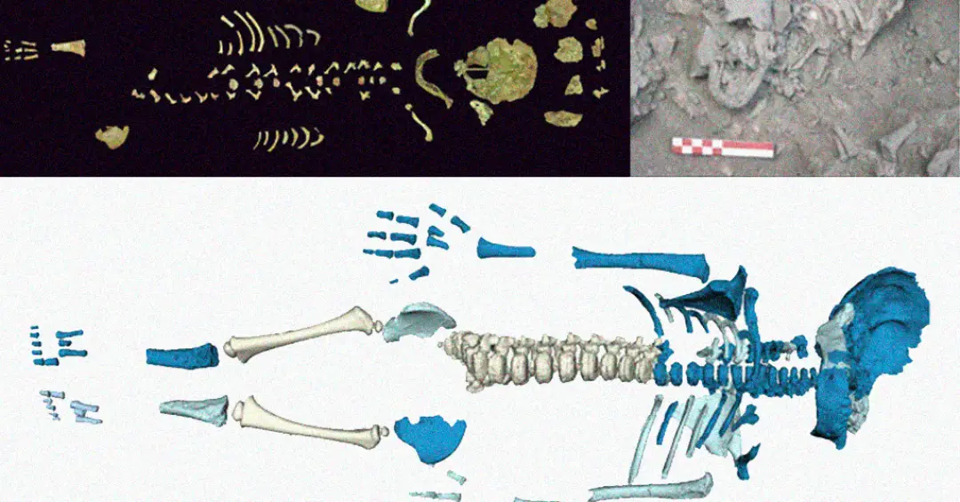 Bebês neandertais eram enormes, revela estudo com esqueleto
