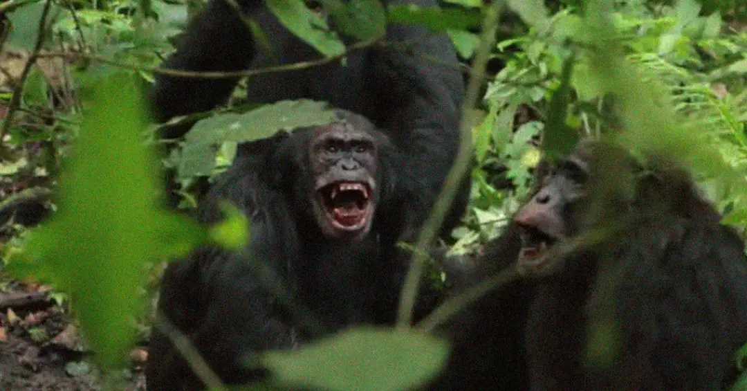Chimpanzés da Uganda travam “guerra civil” sangrenta – e cientistas tentam entender por quê