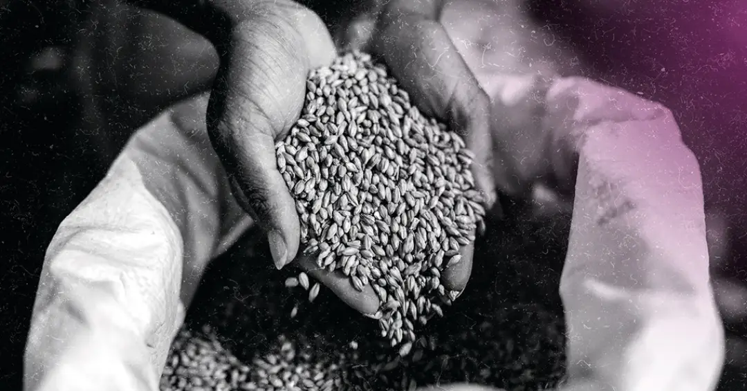 Cientistas alteram DNA da cevada