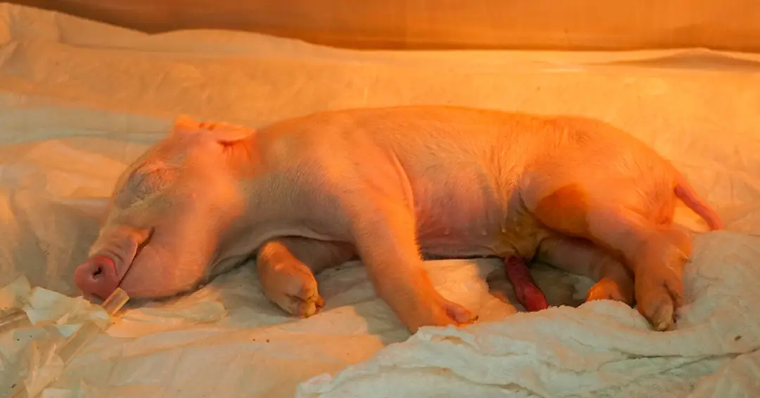 Cientistas brasileiros criam o primeiro porco clonado da América Latina; entenda