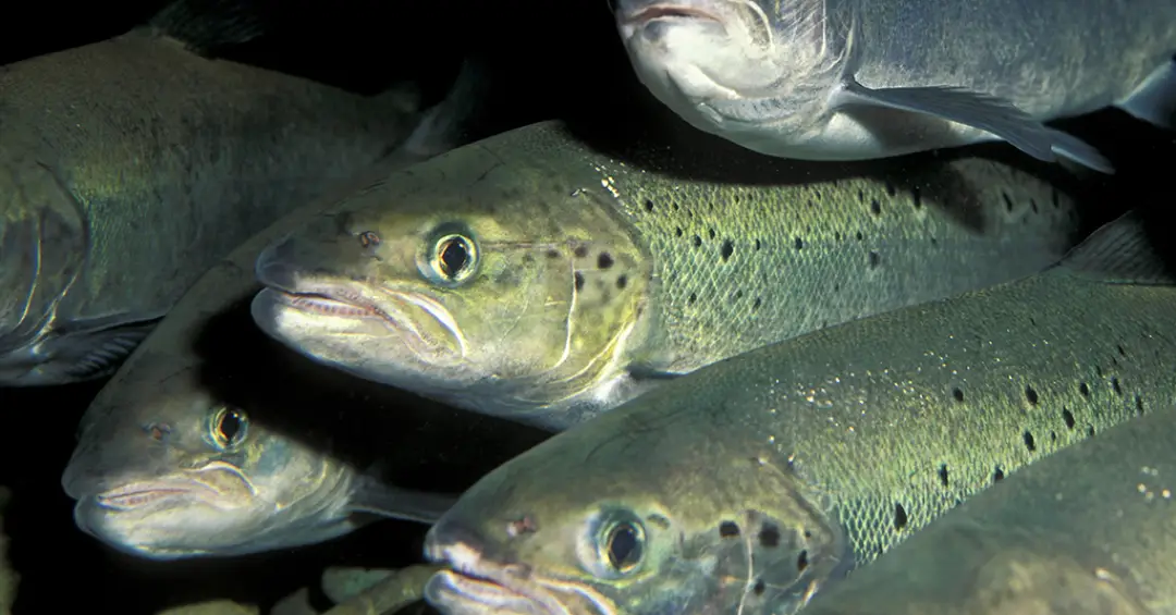 Cientistas deram cocaína para peixes. Entenda por que – e o que aconteceu depois